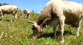 video clip 653139