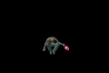 video clip 653389