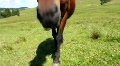 video clip 655825