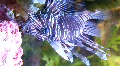 Big fish Video