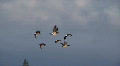 geese in flight Video