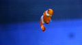 video clip 667045
