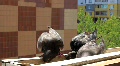 video clip 670695