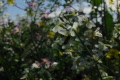 video clip 680381