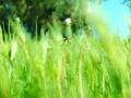 video clip 680505