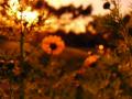 video clip 680583