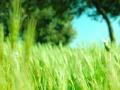 video clip 680623
