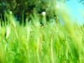 video clip 680627