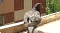 video clip 688037