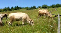 video clip 688147