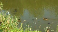 video clip 695763