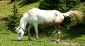 video clip 695807