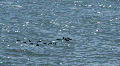 Brants in flight Video