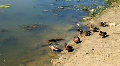 video clip 709065