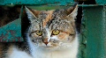 Cat Video