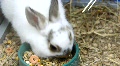 video clip 712187
