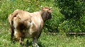 video clip 715967