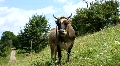 video clip 716047