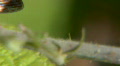 video clip 720973
