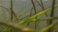 video clip 723319