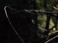 video clip 725745