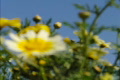 video clip 725841