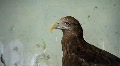 video clip 726747