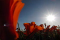 video clip 727501