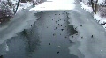 Ducks in Winter 2197 Video