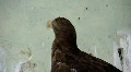 video clip 730507