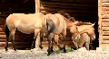 video clip 730615