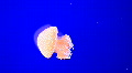 Jellyfish Video