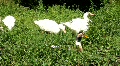 video clip 731481