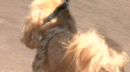 video clip 732971
