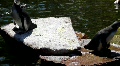 Penguin 3835 Video