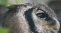 Milky Eagle-Owl 3870b Video