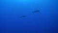 Two Silky Sharks swimming in blue water Video