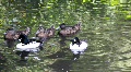 Ducks 4324 Video