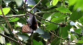 Megabat - Old World Fruit Bat 4451 Video