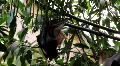 Megabats - Old World Fruit Bats hanging out 4461 Video