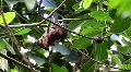 Megabat - Old World Fruit Bat stretching wings 4450 Video