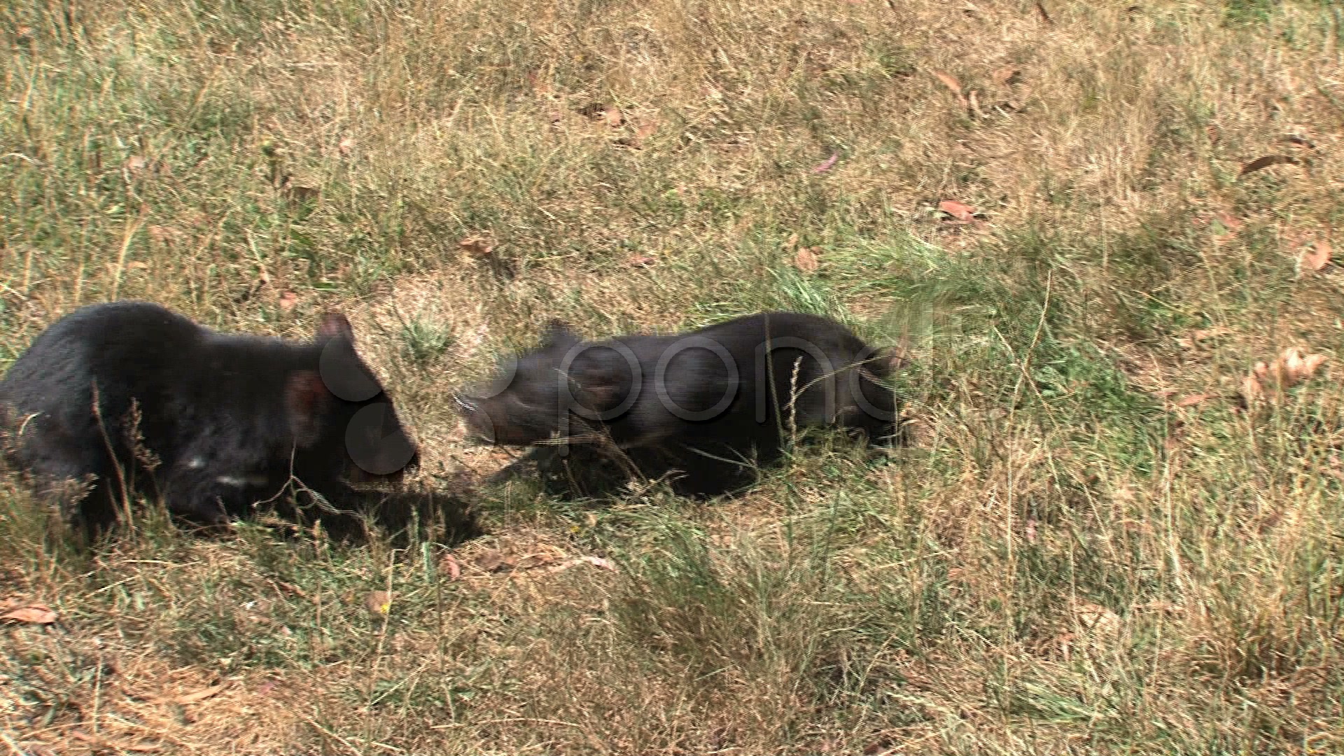 Tasmanian Devil Fighting With Sound videos 749095 | HD Stock Footage
