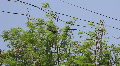 Black Crows on Tree Video