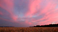 landscape with wheat field after sunset