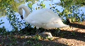 Swan with baby 6869 Video
