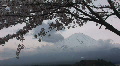 Mount Fuji and cherry blossom. Mt Fuji is the highest mountain in Japan. Winter Video