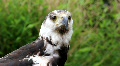 Eagle 7563 Video