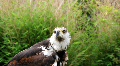 Crying Eagle 7564 Video