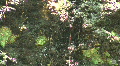 video clip 797881
