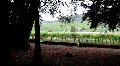video clip 846185